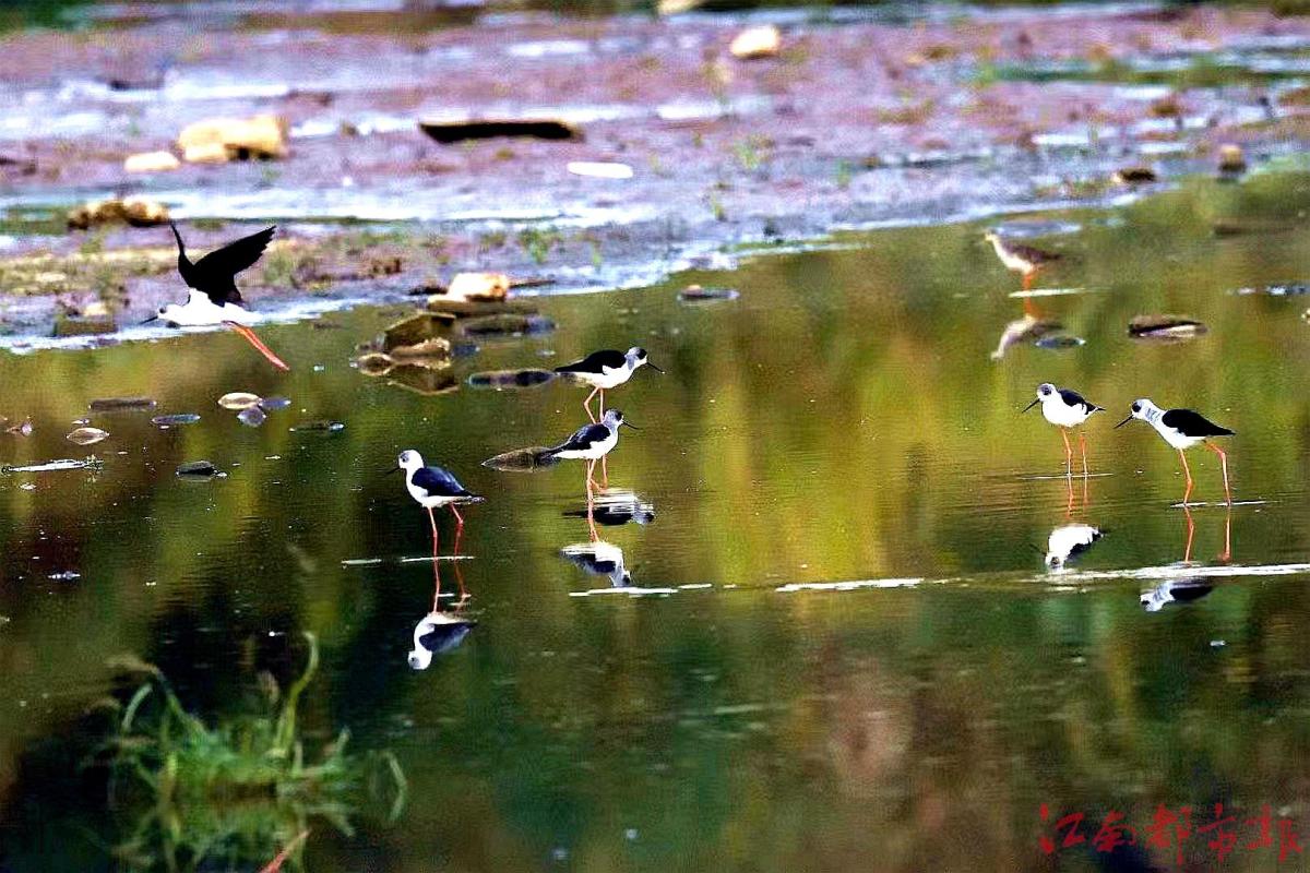 鳥界“名?！薄八掀鹞琛?>
<h3>鳥界“名?！薄八掀鹞琛?/h3>
</a>
</li>
<li>
<a href=